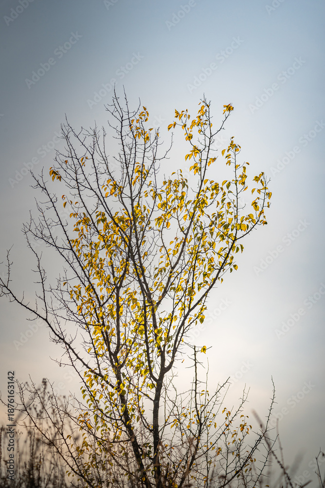 Fototapeta premium Summer landscape