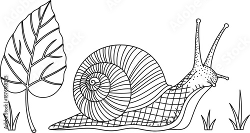 Line drawing of snail with spiral shell, leaf, grass, textured body, nature illustration, black and white, detailed sketch, crawling