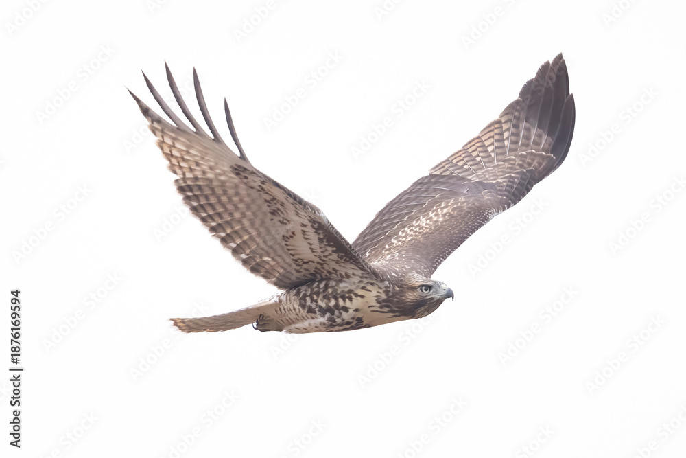 Fototapeta premium A wild red-tailed hawk in a park in Colorado.
