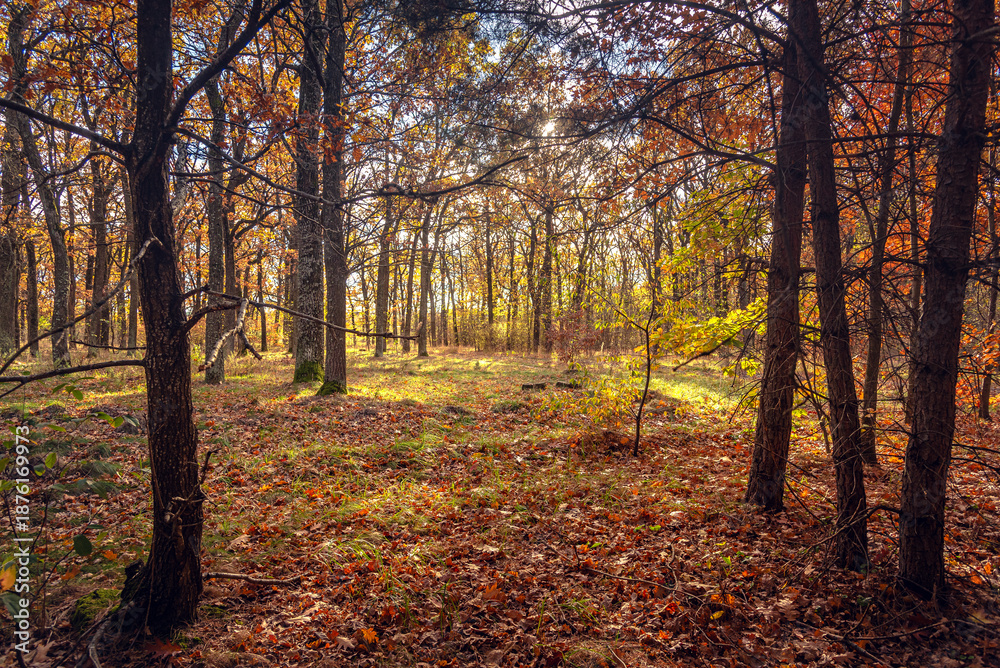 Naklejka premium Autumn woods