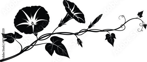 Elegant morning glory vine with flowers, buds, and leaves silhouette