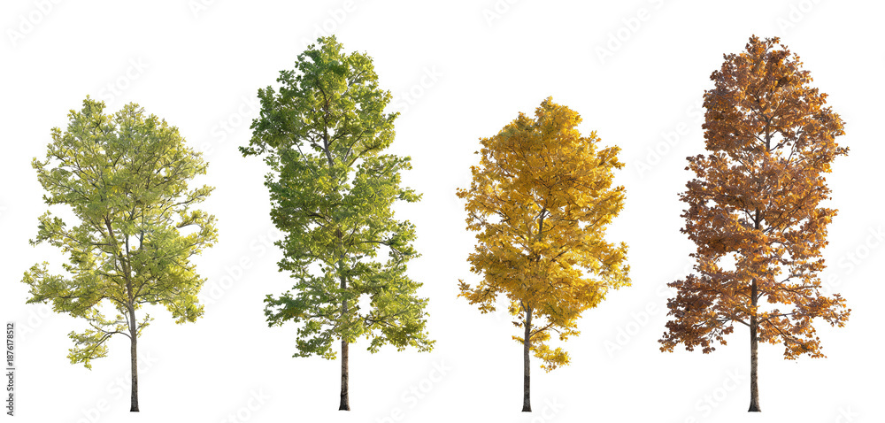 Fototapeta premium Four trees showing seasonal changes: spring (green), summer (lush green), autumn (yellow), winter (brown). Isolated on transparent background, suitable for nature and seasonal theme designs.