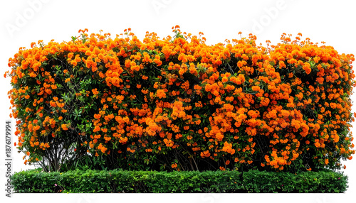 A dense hedge of orange flowers atop lush green foliage, against a transparent background