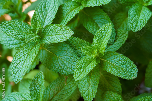 Fresh, bright green mint leaves (Mentha spp.) glisten in the spring sunlight, highlighting vibrant foliage and aromatic texture, capturing the freshness and vitality of a thriving herb garden