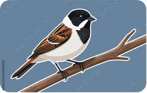 Small bird with black, white, and brown plumage perched on a brown branch against a blue background