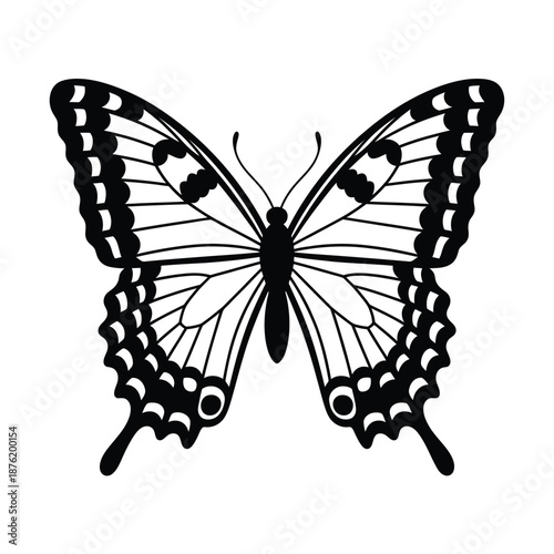 black and white butterfly with detailed wings and body