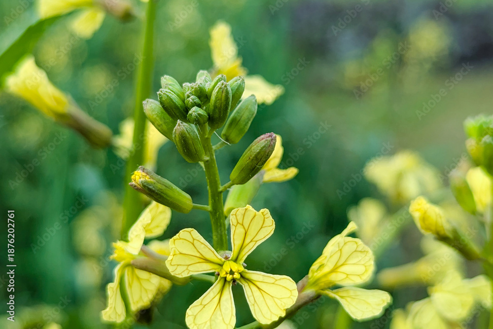 Obraz premium Raphanus raphanistrum wild yellow flower, wild radish also called white charlock or jointed charlock (Raphanus raphanistrum landra) a flowering plant in the cabbage family (Brassicaceae or Crucifera