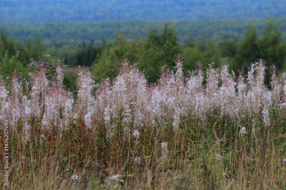 Fototapeta premium A view of green forests at the end of summer, with dried stems of fireweed in the foreground, Kirov Oblast, Russia