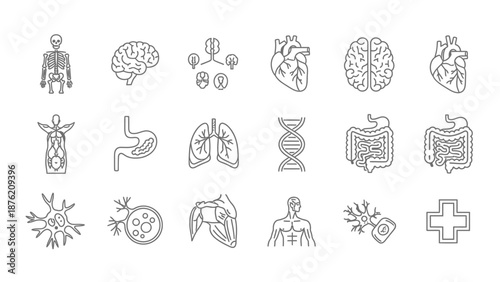 Human Anatomy Icons: Skeleton, Brain, Heart, Lungs, DNA, Organs Set