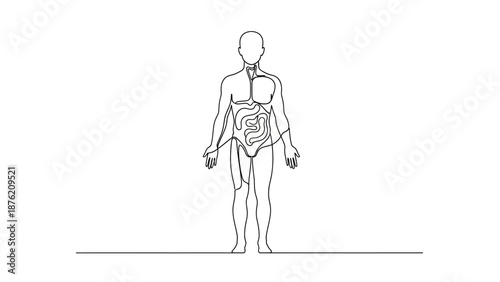 Human Anatomy Illustration: Digestive System and Torso Outline