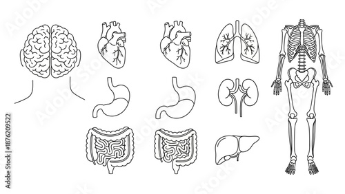 Human Anatomy Illustration: Brain, Heart, Lungs, Skeleton, Stomach, Kidneys, Intestines, Liver