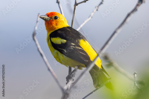 A wild western tanager perched in a tree in a park in Colorado.