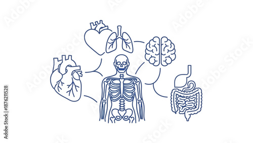 Human Anatomy Organs and Skeleton System, Medical Science Illustration