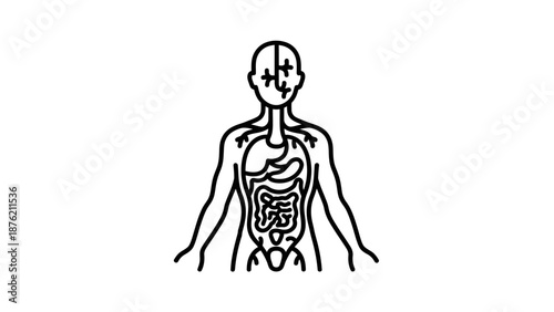 Human Anatomy Outline - Digestive and Circulatory System Diagram