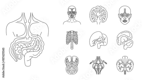 Human Anatomy Outline: Digestive System, Brain, Ribs, Liver, Kidneys & Face