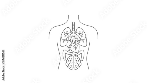 Human Anatomy Outline: Heart, Lungs, Brain, and Respiratory System