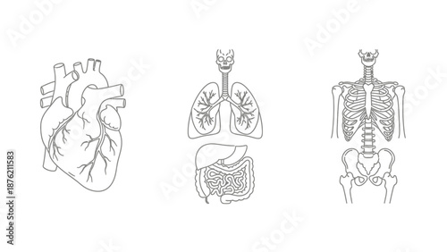 Human Anatomy Outline Icons: Heart, Lungs, Skeleton, Organs