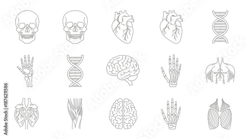 Human Anatomy Outline Icons: Skull, Heart, Brain, DNA, Skeleton Hands, Lungs