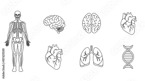 Human Anatomy Outline Icons: Skeleton, Brain, Heart, Lungs, DNA