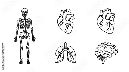Human Anatomy Outline: Skeleton, Heart, Lungs, Brain, Medical Illustration