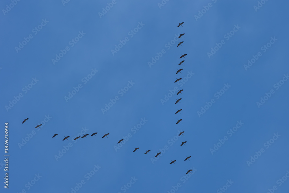 Obraz premium Crane birds (Grus) flying in v-formation migrating across blue sky