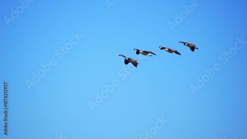 Real-time 4K footage of a group of wild geese flying in and arriving at a calm natural lake during a beautiful morning. Soft light and coordinated movement create a peaceful wildlife scene.