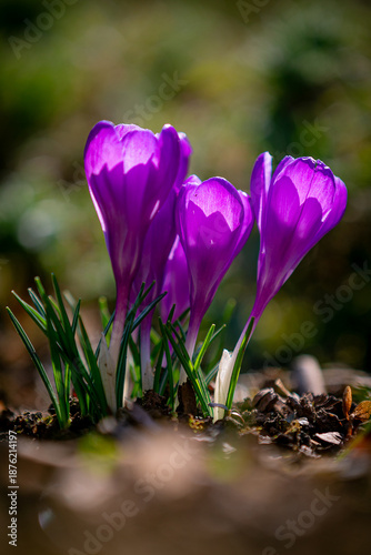 Close-up of a group of lilac crocus flowers in full bloom