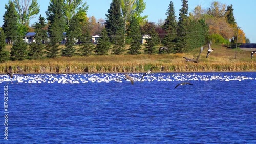 Real-time 4K footage of a group of wild geese flying in and arriving at a calm natural lake during a beautiful morning. Soft light and coordinated movement create a peaceful wildlife scene.