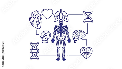 Human Anatomy, DNA, Organs and Genetics Science Concept