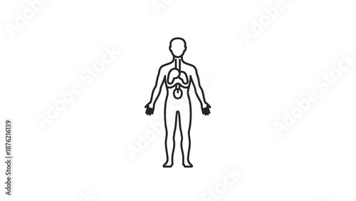 Human Body Anatomy Icon: Lungs, Trachea, and Digestive System Outline