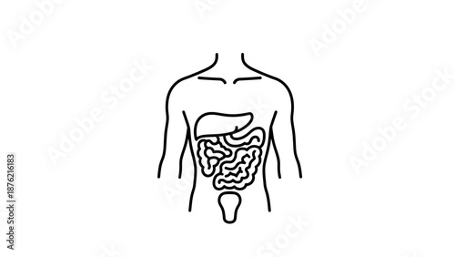 Human Digestive System Anatomy Illustration - Outline of Intestines and Liver