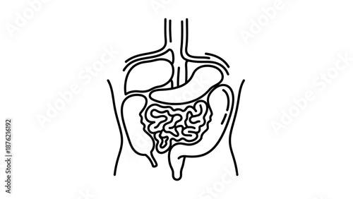 Human Digestive System Anatomy Outline