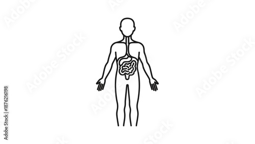 Human Digestive System Anatomy Illustration