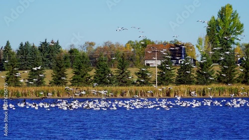 Real-time 4K footage of a group of wild geese flying in and arriving at a calm natural lake during a beautiful morning. Soft light and coordinated movement create a peaceful wildlife scene.