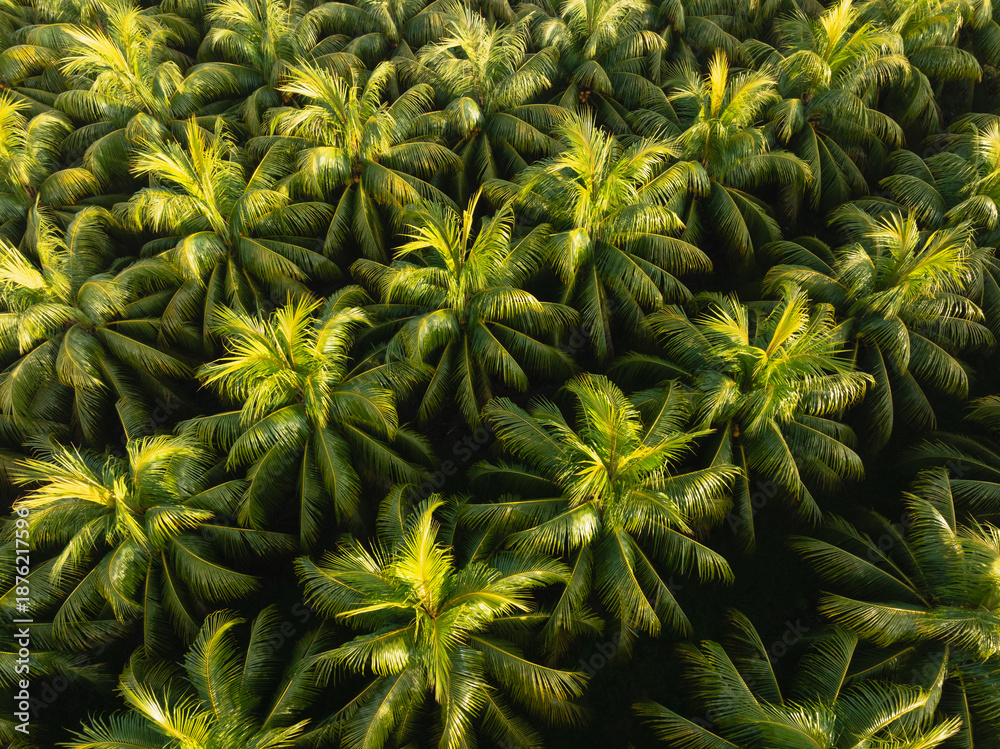 Fototapeta premium Aerial view of coconut trees field in the sunrise