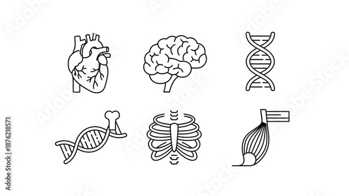 Medical Icons: Heart, Brain, DNA, Bone, Ribs, Muscle - Science and Health