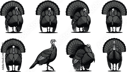 Turkey bird poses, tail feather display, wildlife illustration, grayscale vector art, Thanksgiving theme, animal anatomy study, flat vector illustration