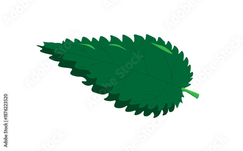 nettle leaf on a white background,