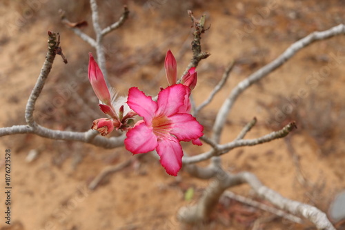 flowers of a tree