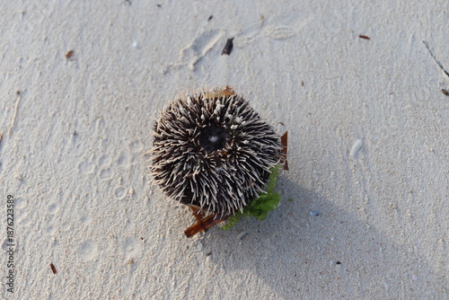 hedgehog in the snow