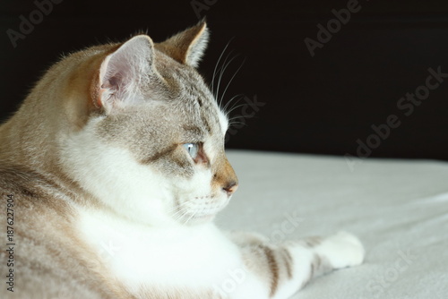 Cat with sky blue eyes