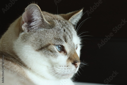 Cat with sky blue eyes