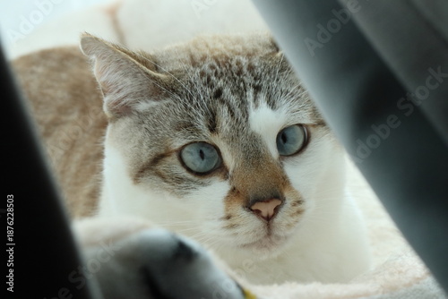 Cat with sky blue eyes