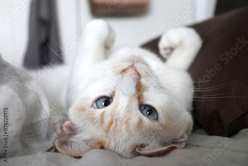 Honey-colored cat