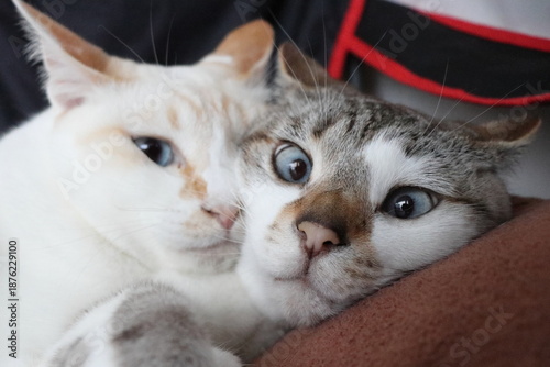 Friendly male cats