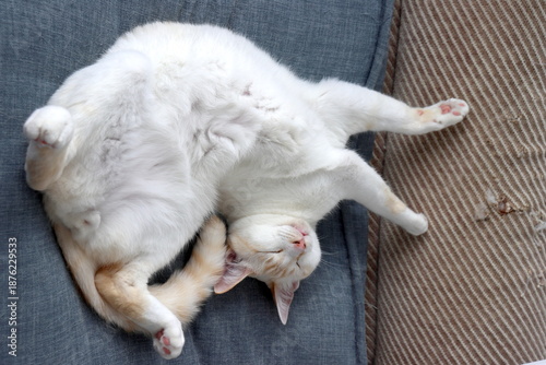 Honey-colored cat
