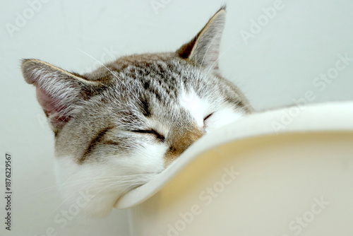 Sleeping cat