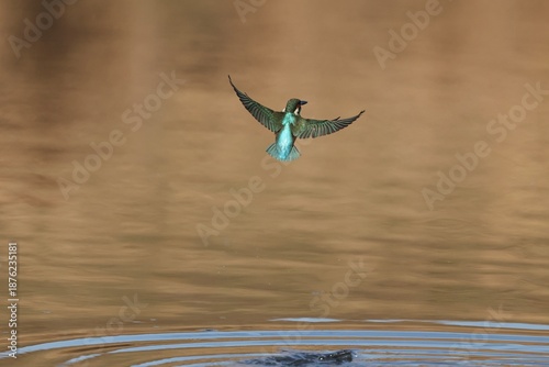 beautiful Kingfisher taking off from the water
