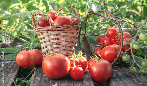 harvest of  tomatoes in a basket placed on a plank in front of  leaf  in a ve...
