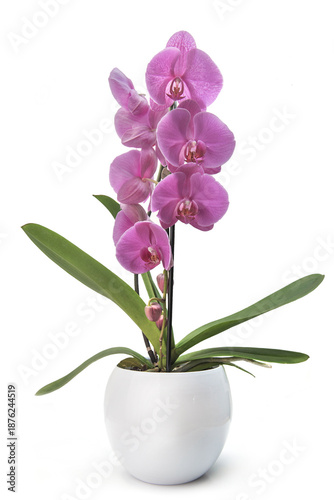 pink flowers of beautiful orchid on stem potted in white pot isolated on whit...